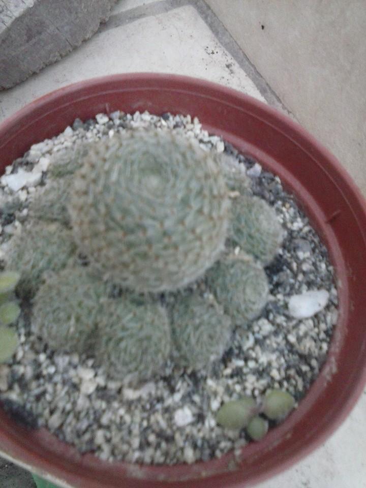 11209574_389962554528960_3756985388620745743_n