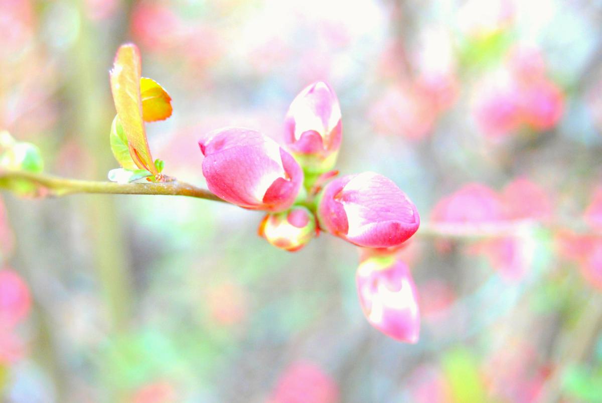 17121326256_b7751d477c_o