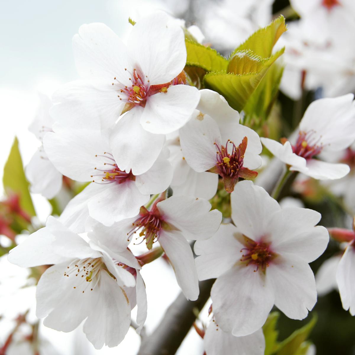 17035645498_4589e1fa87_o