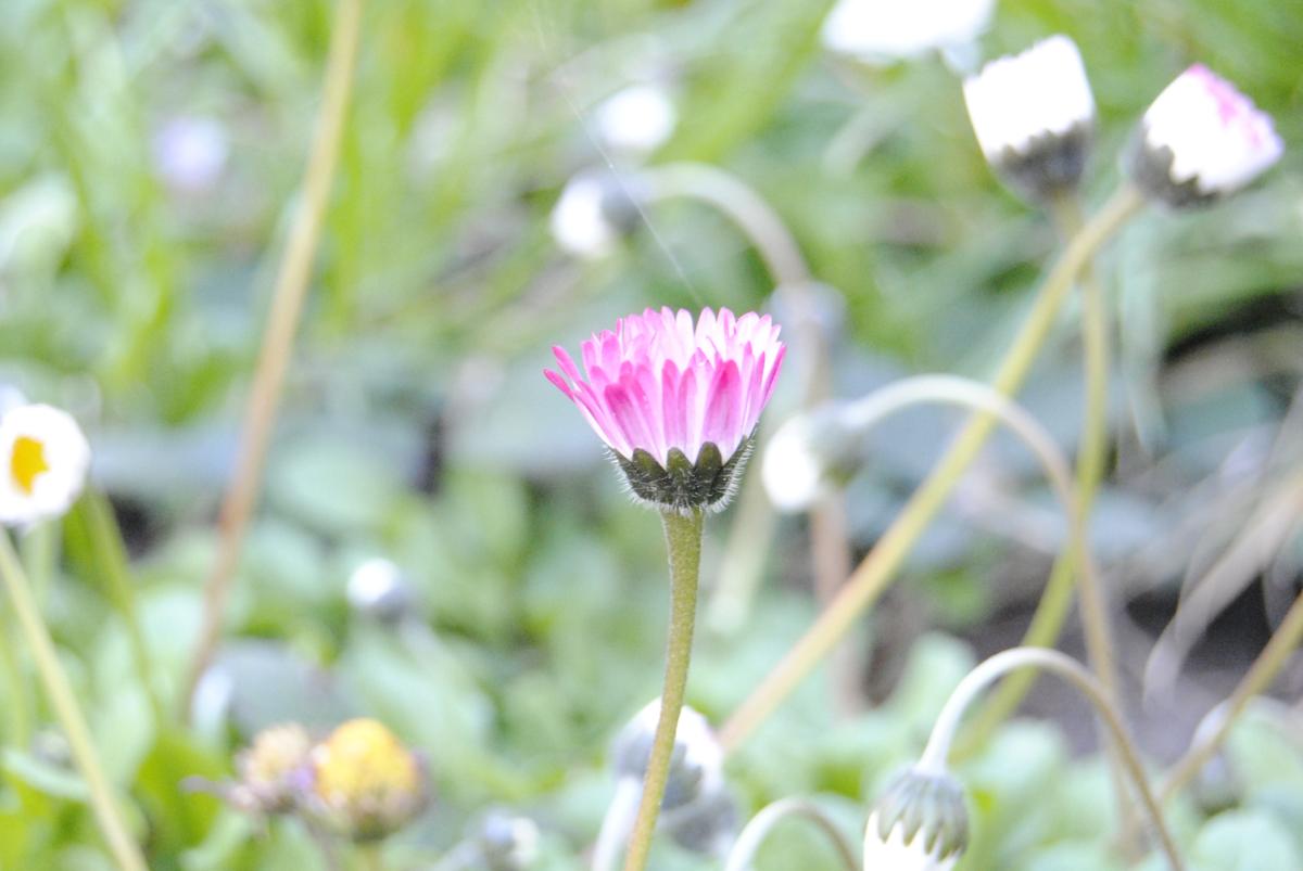 17173493372_3dab6445d4_o