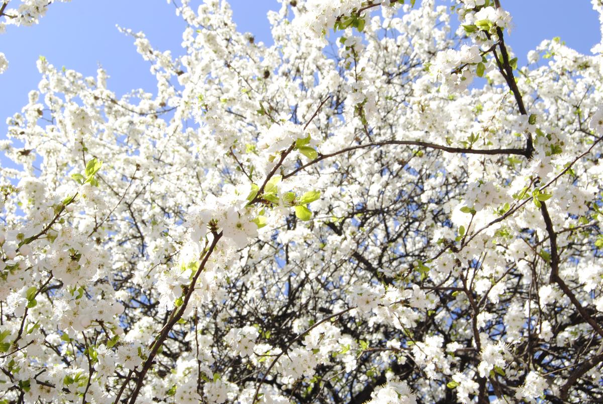 17173498222_ced7e398bc_o