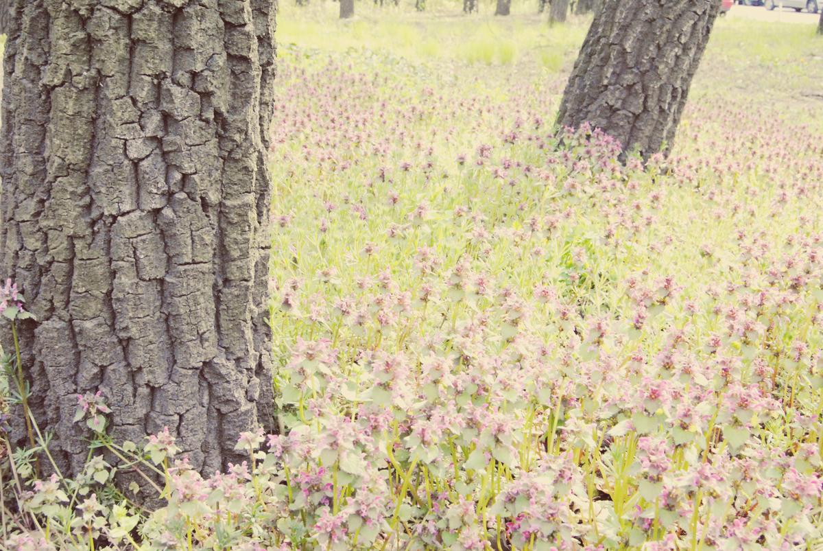 17252177601_cceffd5470_o