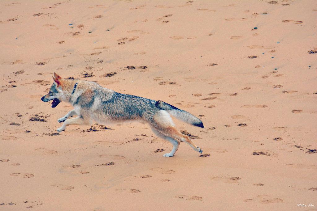 Basque Country _ San Sebastián_ Zarautz (7)
