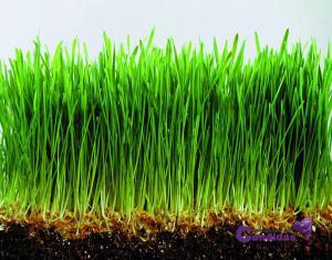 hierba de trigo superalimentos y candidiasis