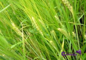 hierba de cebada, superalimentos y candidiasis