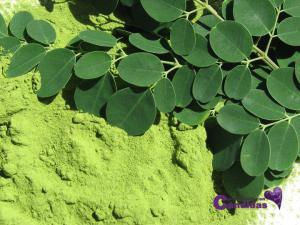 moringa, superalimentos y candidiasis