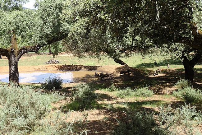 Dehesa mediterránea en Extremadura