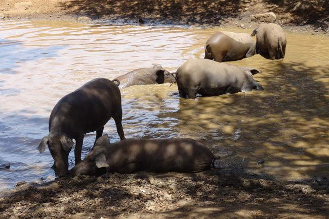 Cerdo ibérico en la dehesa extremeña