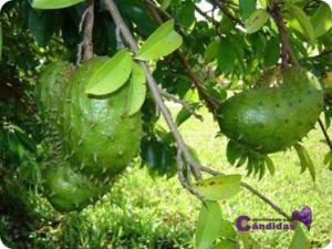 superalimentos y candidiasis