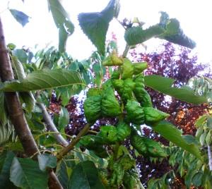 pulgones cerezo_hojas enrolladas