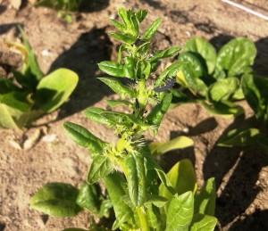 pulgones y larva mariquita