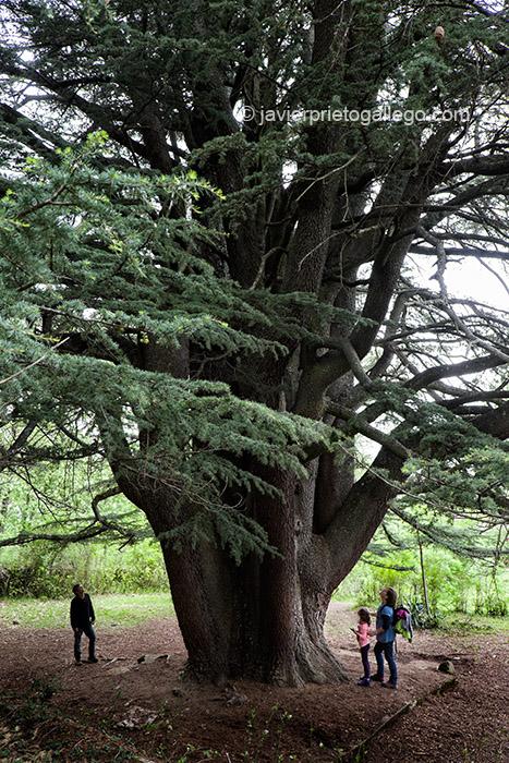 Ejemplar de cedro del Atlas conocido como Cedro de la Francesa. Se le calcula una edad de entre 120 o 130 años. Se ubica en la Finca de la Francesa, que fue propiedad del ingeniero francés Monsieur Papau que trabajó en el trazado del ferrocarril de Béjar. Senda del Cedro de la Francesa. Béjar. Salamanca. Castilla y León. España © Javier Prieto Gallego;
