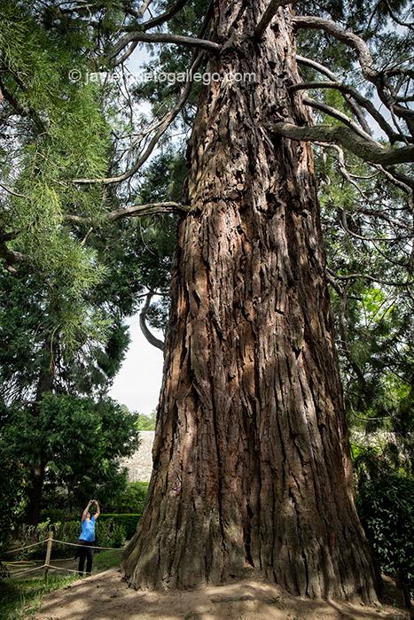Secuoya plantada en 1871 en el jardín renacentista de El Bosque. Béjar. Salamanca. Castilla y León. España © Javier Prieto Gallego;