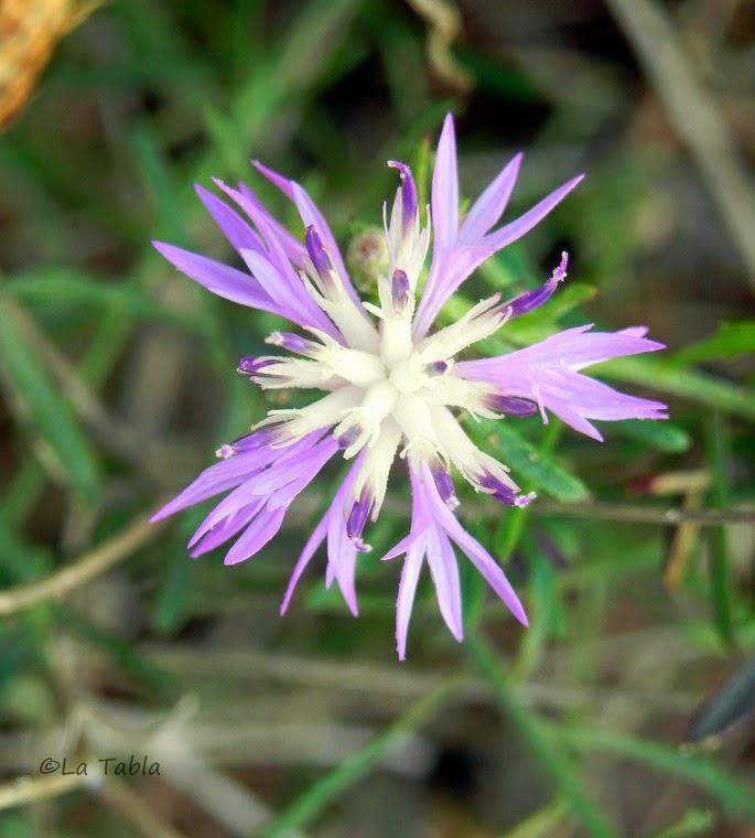 CENTAUREA