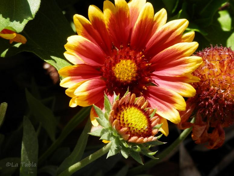 GAILLARDIA