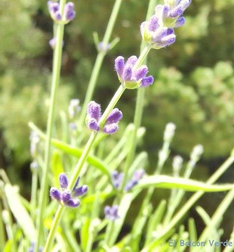 LAVANDA