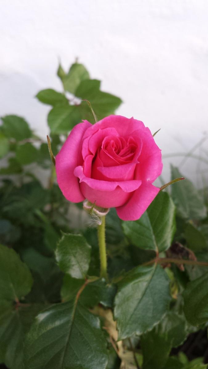rosa1
