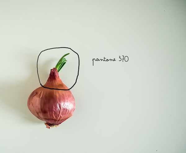 knolling o moodbord de inspiracion pantone