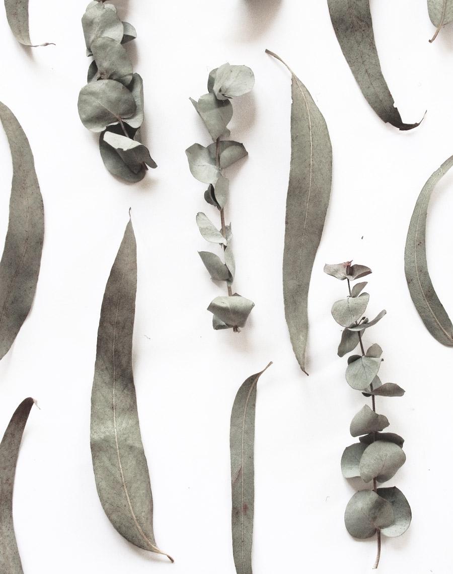 Guía sobre repelentes de mosquitos