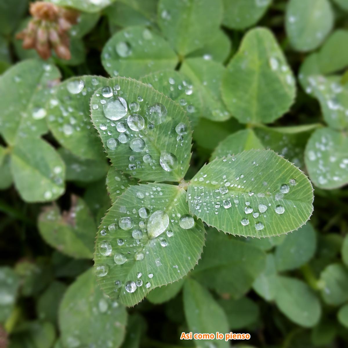 ducha maturina verde