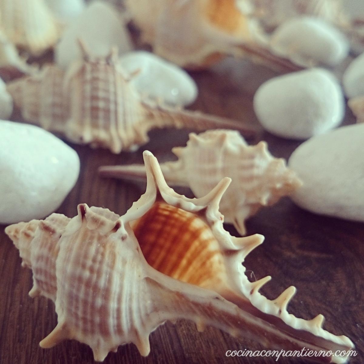 decorarunjarron-piedrasyconchas