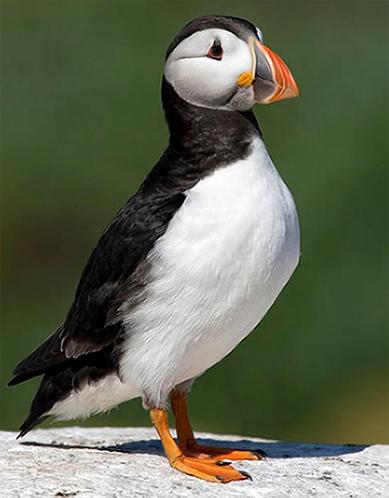 frailecilloatlantico