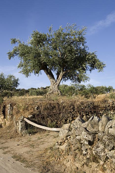 Olivos. Sendero intepretativo de la Casa del Parque. Fermoselle. Comarca de Sayago. Arribes zamoranos. Zamora. España. © Javier Prieto Gallego