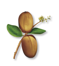 Opinión sobre la Crema de día sin aclarado al dátil del desierto de Klorane