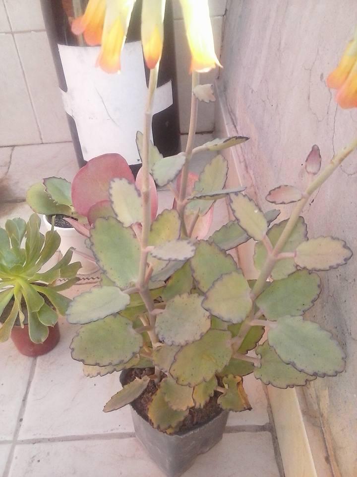 11257792_396439227214626_6292766551914966852_n