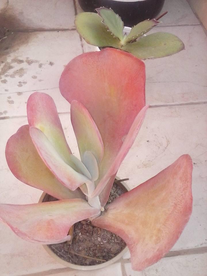 11150786_396439107214638_8541106279980607894_n