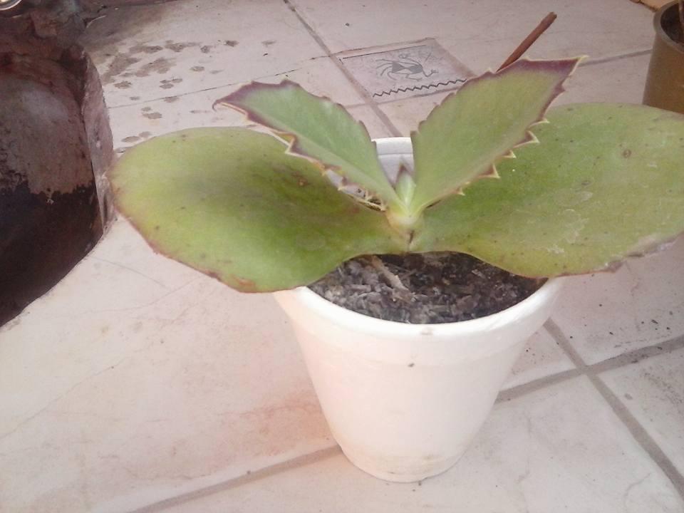 1613797_396439093881306_6412362809095270735_n (1)