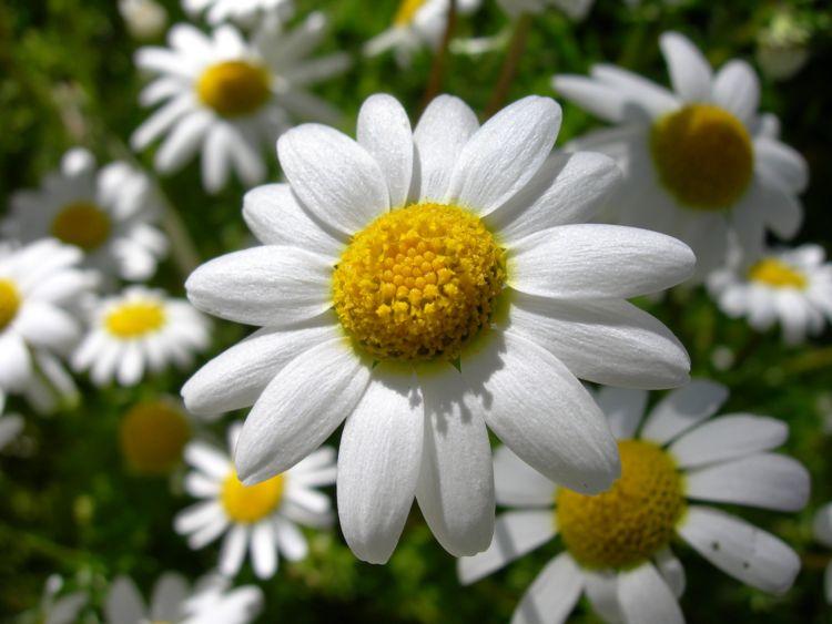REMEDIOS CASEROS PARA TRATAR LA CONJUNTIVITIS