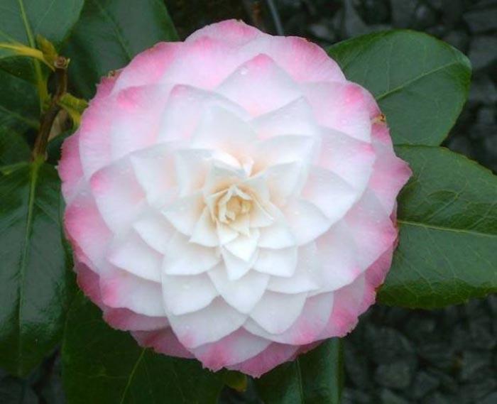 REMEDIOS CASEROS PARA TRATAR LA CONJUNTIVITIS