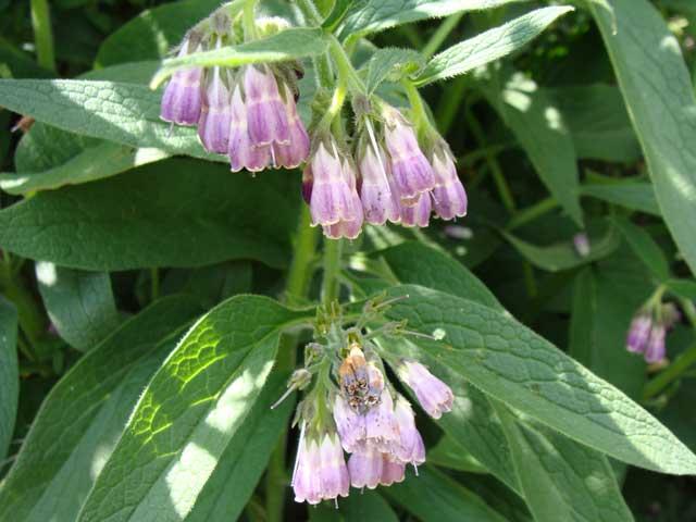 REMEDIOS CONTRA LAS ESTRÍAS 