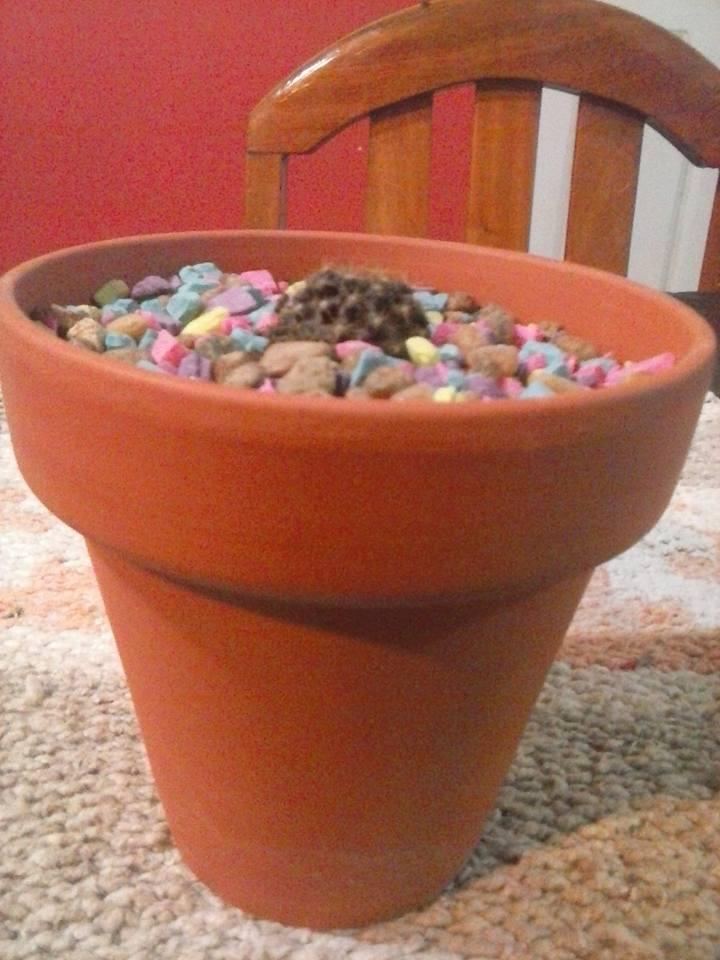 11053387_397053643819851_4653874320888052797_n (1)