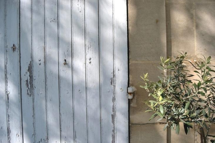 olivo en la provenza