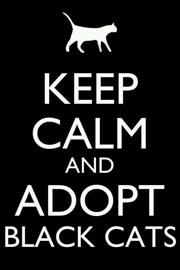 adopta un gato