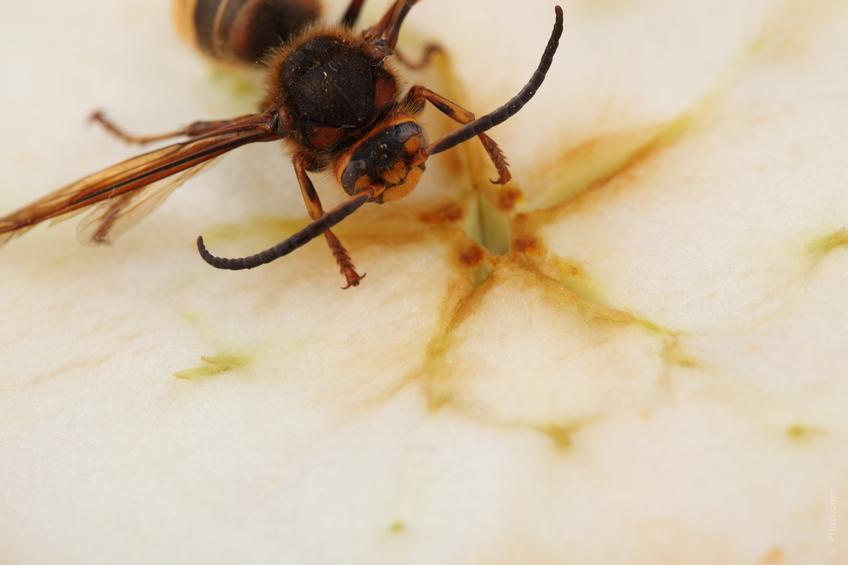 abeja