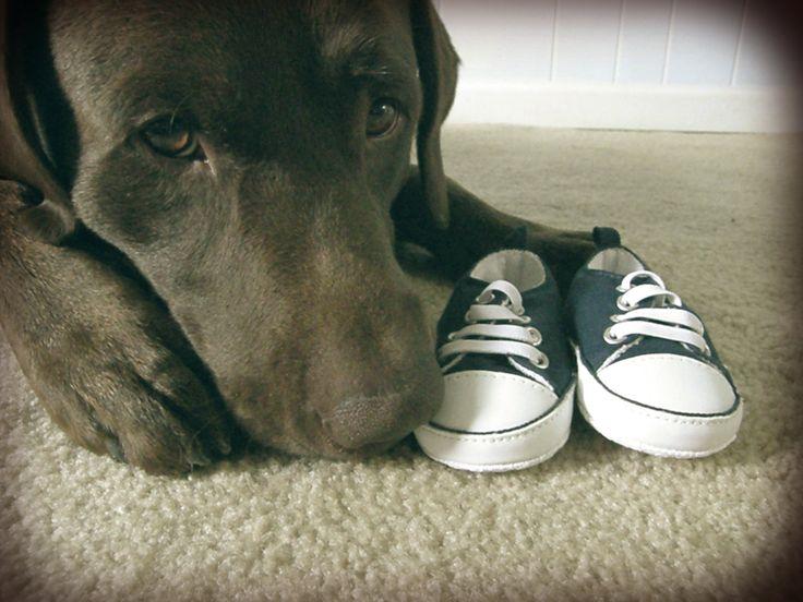 love this idea if both BC will cooperate and lay down with baby shoes there... probably will have to try multiple times before we get a keeper.