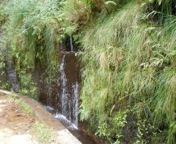 levada madeira