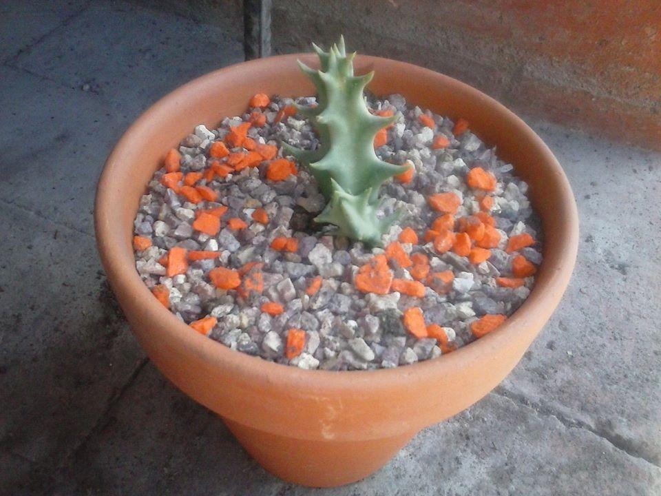 11134316_10202883961574240_826386177_n