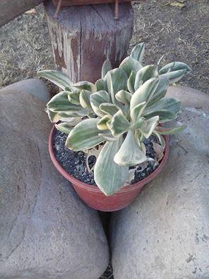 10419985_10203187124153115_7591332928947298442_n