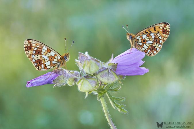 Boloria selene (small pearl-bordered fritillary)