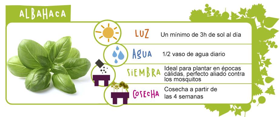 como cultivar albahaca