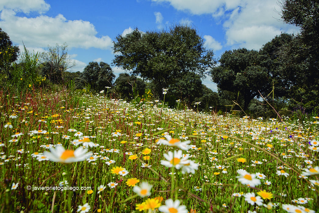 Encinas y flores en el camino hacia la fábrica de harinas de la localidad de Gema de Yeltes. Salamanca. Castilla y León. España. © Javier Prieto Gallego