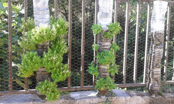 Huerto vertical aromáticas