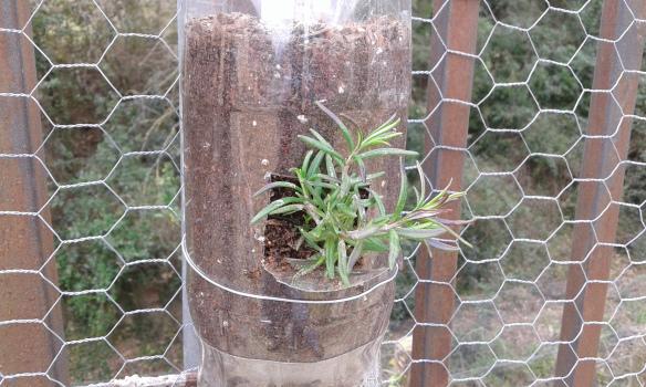 Colocación del esqueje