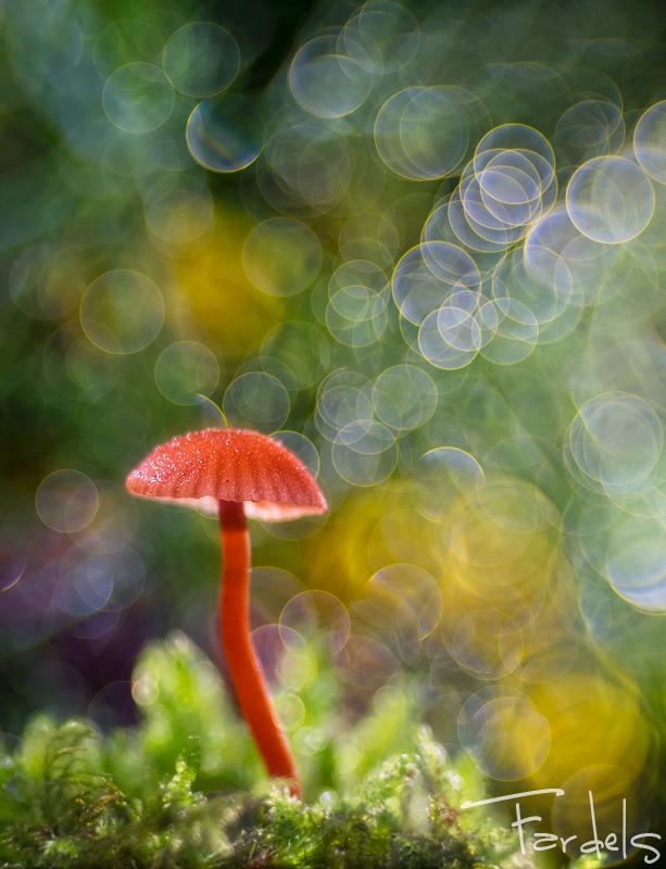 Bokeh 10 © fardels (http://1x.com/member/fardels)