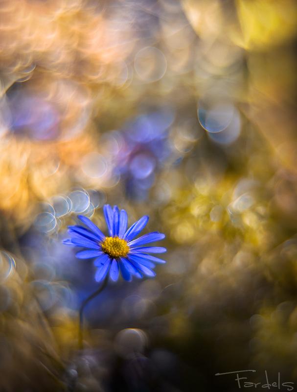 Bokeh 11 © fardels (http://1x.com/member/fardels)