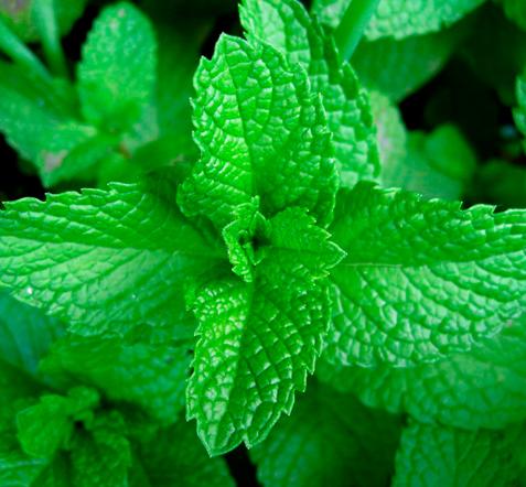 aromaticas_intensas_menta_seedbox